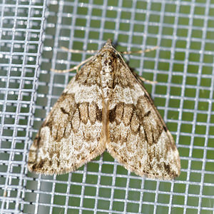 Thera britannica ou variata (Geometridae)  - Corythée Drome [France] 27/05/2016 - 1030m