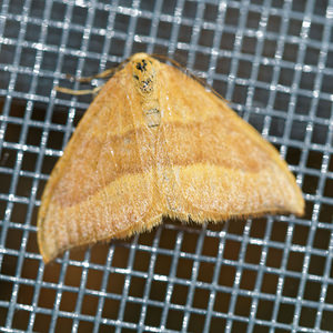 Watsonalla cultraria (Drepanidae)  - Serpette - Barred Hook-tip Bas-Rhin [France] 22/05/2016 - 670m