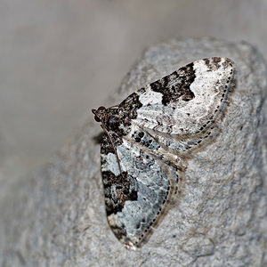 Xanthorhoe fluctuata (Geometridae)  - Incertaine, Phalène ondée - Garden Carpet Pas-de-Calais [France] 08/05/2016 - 150m