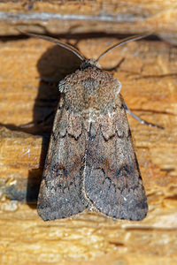 Agrotis cinerea (Noctuidae)  - Noctuelle Cendrée - Light Feathered Rustic Hautes-Alpes [France] 03/06/2016 - 1100m