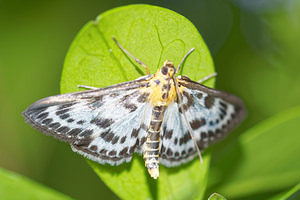 Anania hortulata (Crambidae)  - Botys de l'ortie - Small Magpie Nord [France] 11/06/2016 - 40m