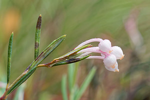 Andromeda polifolia (Ericaceae)  - Andromède à feuilles de polium - Bog-rosemary Doubs [France] 08/06/2016 - 850m