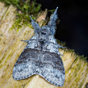 Calliteara pudibunda (Erebidae)  - Pudibonde, Patte-Etendue - Pale Tussock Ardennes [France] 10/06/2016 - 470m