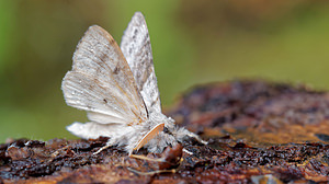 Calliteara pudibunda (Erebidae)  - Pudibonde, Patte-Etendue - Pale Tussock Doubs [France] 08/06/2016 - 750m