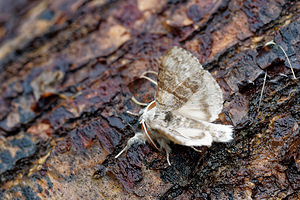 Calliteara pudibunda (Erebidae)  - Pudibonde, Patte-Etendue - Pale Tussock Doubs [France] 08/06/2016 - 750m