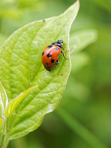 Ceratomegilla undecimnotata (Coccinellidae)  Hautes-Alpes [France] 02/06/2016 - 750m