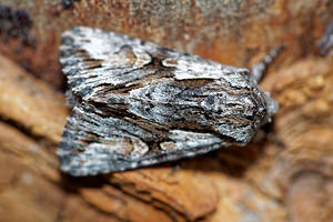 Chloantha hyperici (Noctuidae)  - Noctuelle du Millepertuis Hautes-Alpes [France] 02/06/2016 - 1090m