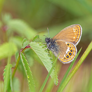 Coenonympha hero (Nymphalidae)  - Mélibée Doubs [France] 07/06/2016 - 750m