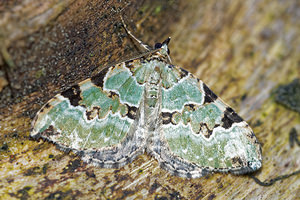 Colostygia pectinataria (Geometridae)  - Cidarie verdâtre - Green Carpet Ardennes [France] 10/06/2016 - 470m