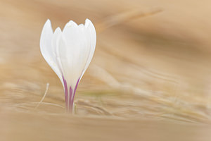 Crocus vernus (Iridaceae)  - Crocus de printemps, Crocus printanier, Crocus blanc - Spring Crocus Hautes-Alpes [France] 03/06/2016 - 2520m