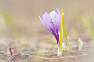 Crocus vernus (Iridaceae)  - Crocus de printemps, Crocus printanier, Crocus blanc - Spring Crocus Savoie [France] 04/06/2016 - 2380m