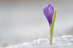 Crocus vernus (Iridaceae)  - Crocus de printemps, Crocus printanier, Crocus blanc - Spring Crocus Savoie [France] 04/06/2016 - 2210m