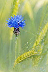 Cyanus segetum (Asteraceae)  - Bleuet des moissons, Bleuet, Barbeau - Cornflower Hautes-Alpes [France] 01/06/2016 - 1060m