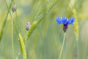 Cyanus segetum (Asteraceae)  - Bleuet des moissons, Bleuet, Barbeau - Cornflower Hautes-Alpes [France] 01/06/2016 - 1060m