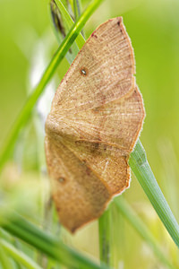 Cyclophora puppillaria (Geometridae)  - Ephyre pupillée - Blair's Mocha Hautes-Alpes [France] 02/06/2016 - 1090m