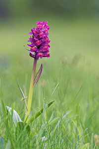 Dactylorhiza sambucina (Orchidaceae)  - Dactylorhize sureau, Orchis sureau Hautes-Alpes [France] 02/06/2016 - 1650m