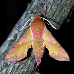 Deilephila porcellus (Sphingidae)  - Petit Sphinx de la Vigne - Small Elephant Hawk-moth Hautes-Alpes [France] 03/06/2016 - 1140m