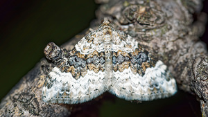 Epirrhoe galiata (Geometridae)  - Mélanthie du Caille-Lait - Galium Carpet Hautes-Alpes [France] 01/06/2016 - 1130m