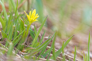 Gagea liottardii (Liliaceae)  - Gagée de Liottard, Gagée porte-fraise, Gagée fistuleuse Hautes-Alpes [France] 03/06/2016 - 2530m