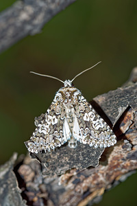 Hadena albimacula (Noctuidae)  - Noctuelle parée - White Spot [Noctuid moth] Hautes-Alpes [France] 01/06/2016 - 1130m