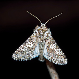 Hadena albimacula (Noctuidae)  - Noctuelle parée - White Spot [Noctuid moth] Hautes-Alpes [France] 01/06/2016 - 1130m