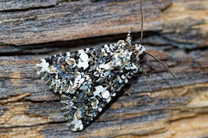 Hadena confusa (Noctuidae)  - Noctuelle saupoudrée - Marbled Coronet Hautes-Alpes [France] 02/06/2016 - 1090m