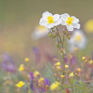 Helianthemum apenninum (Cistaceae)  - Hélianthème des Apennins - White Rock-rose Hautes-Alpes [France] 01/06/2016 - 1070m