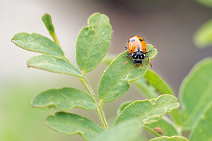 Hippodamia variegata (Coccinellidae)  - Coccinelle des friches - Adonis' Ladybird Hautes-Alpes [France] 02/06/2016 - 750m