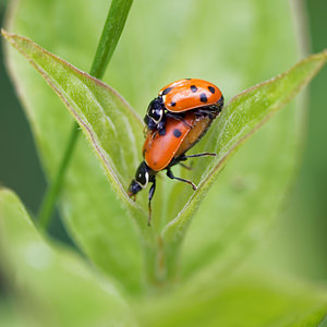 Hippodamia variegata (Coccinellidae)  - Coccinelle des friches - Adonis' Ladybird Hautes-Alpes [France] 02/06/2016 - 750m