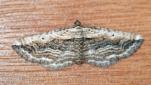 Horisme vitalbata (Geometridae)  - Horisme rayé - Small Waved Umber Hautes-Alpes [France] 02/06/2016 - 1090m