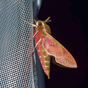 Hyles euphorbiae (Sphingidae)  - Sphinx de l'Euphorbe - Spurge Hawk-moth Hautes-Alpes [France] 01/06/2016 - 1130m