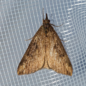 Hypena obesalis (Erebidae)  - Hypène des Lamiers, Hypène grasse - Paignton Snout Hautes-Alpes [France] 01/06/2016 - 1130m