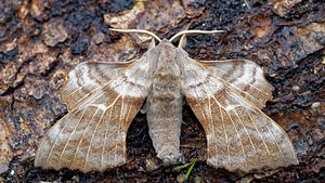 Laothoe populi (Sphingidae)  - Sphinx du Peuplier - Poplar Hawk-moth Doubs [France] 08/06/2016 - 750m