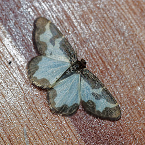 Lomaspilis marginata (Geometridae)  - Bordure entrecoupée, Marginée - Clouded Border Ardennes [France] 10/06/2016 - 470m