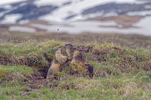 Marmota marmota (Sciuridae)  - Marmotte des Alpes, Marmotte Hautes-Alpes [France] 03/06/2016 - 2440m