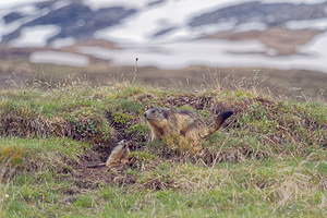 Marmota marmota (Sciuridae)  - Marmotte des Alpes, Marmotte Hautes-Alpes [France] 03/06/2016 - 2440m