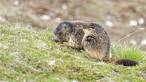 Marmota marmota (Sciuridae)  - Marmotte des Alpes, Marmotte Savoie [France] 05/06/2016 - 2390m