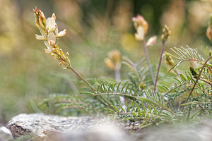 Onobrychis saxatilis (Fabaceae)  - Sainfoin des rochers, Esparcette des rochers Hautes-Alpes [France] 01/06/2016 - 1070m
