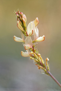 Onobrychis saxatilis (Fabaceae)  - Sainfoin des rochers, Esparcette des rochers Hautes-Alpes [France] 01/06/2016 - 1070m