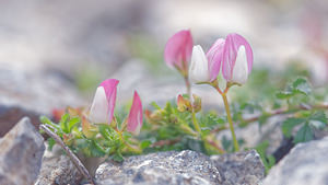 Ononis cristata (Fabaceae)  - Bugrane à crête, Bugrane du mont Cenis Hautes-Alpes [France] 01/06/2016 - 1070m