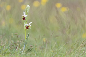 Ophrys vetula (Orchidaceae)  - Ophrys vieux Hautes-Alpes [France] 01/06/2016 - 1070m