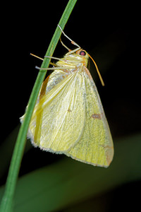 Opisthograptis luteolata (Geometridae)  - Citronnelle rouillée - Brimstone Moth Hautes-Alpes [France] 01/06/2016 - 1130m
