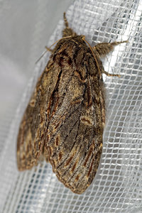 Peridea anceps (Notodontidae)  - Timide - Great Prominent Hautes-Alpes [France] 03/06/2016 - 1140m