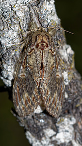 Peridea anceps (Notodontidae)  - Timide - Great Prominent Hautes-Alpes [France] 03/06/2016 - 1140m