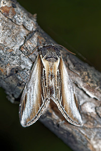 Pheosia tremula (Notodontidae)  - Porcelaine - Swallow Prominent Hautes-Alpes [France] 01/06/2016 - 1130m