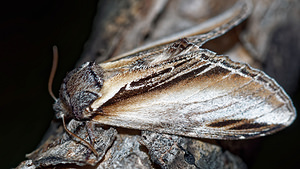 Pheosia tremula (Notodontidae)  - Porcelaine - Swallow Prominent Hautes-Alpes [France] 01/06/2016 - 1130m