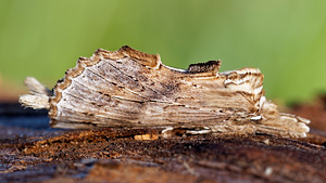 Pterostoma palpina (Notodontidae)  - Museau - Pale Prominent Hautes-Alpes [France] 03/06/2016 - 1100m