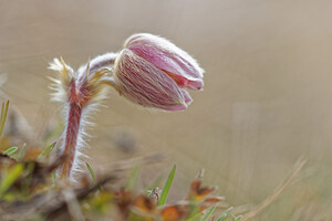 Pulsatilla vernalis (Ranunculaceae)  - Pulsatille printanière, Pulsatille de printemps, Anémone printanière, Anémone de printemps Hautes-Alpes [France] 03/06/2016 - 2520m