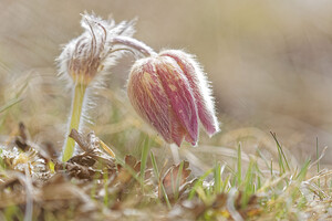 Pulsatilla vernalis (Ranunculaceae)  - Pulsatille printanière, Pulsatille de printemps, Anémone printanière, Anémone de printemps Hautes-Alpes [France] 03/06/2016 - 2520m