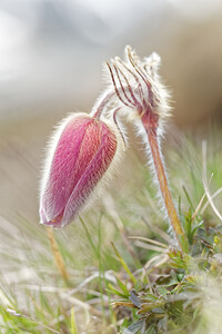 Pulsatilla vernalis (Ranunculaceae)  - Pulsatille printanière, Pulsatille de printemps, Anémone printanière, Anémone de printemps Savoie [France] 04/06/2016 - 2370m